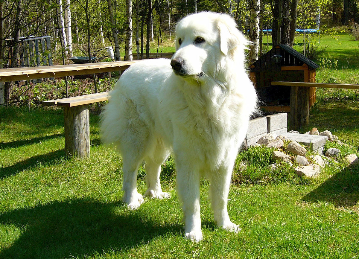 Great Pyrenees